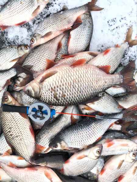 Улов 09.01.2020г.